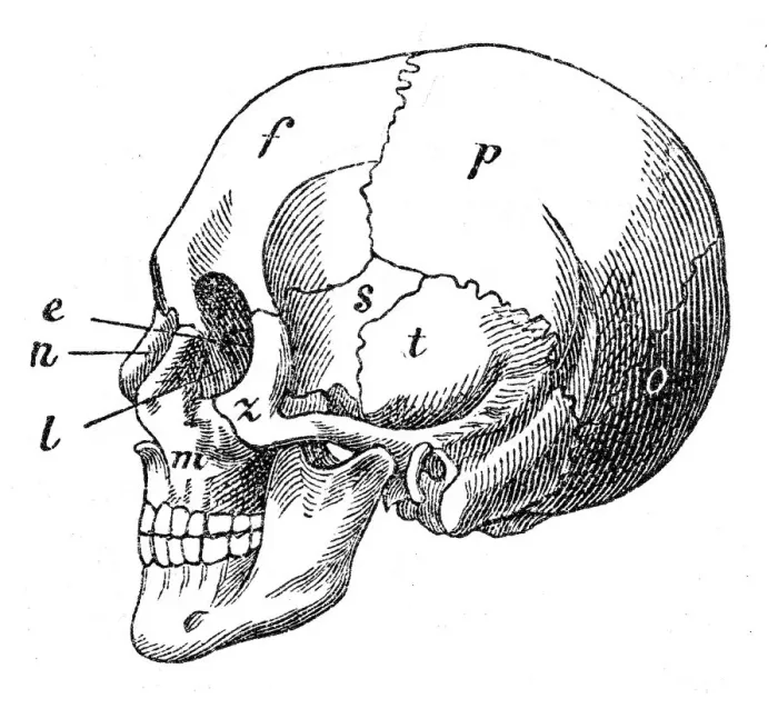 Framed Print : Human skull engraving 1872 Framed Print : Human skull engraving 1872