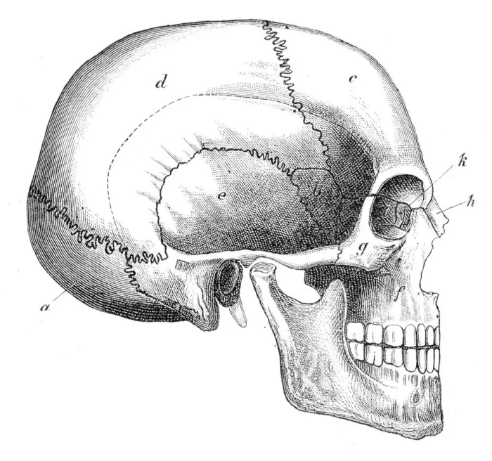 Framed Print : Human Skull Engraving 1888 Framed Print : Human Skull Engraving 1888