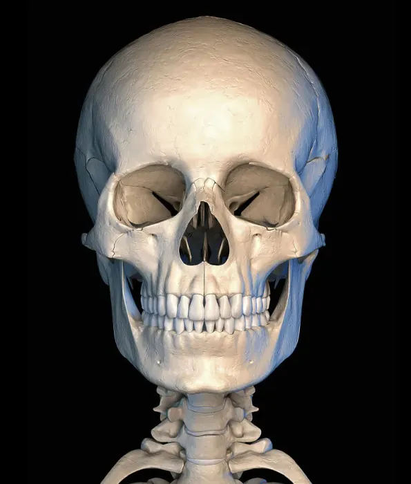 Framed Print : Human skull, illustration Framed Print : Human skull, illustration