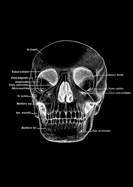 Human Skull with labels