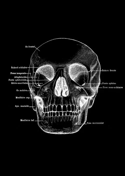 Framed Print : Human Skull with labels