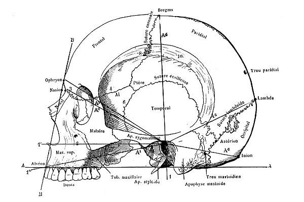 Human Skull with labels and measurements