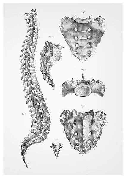 Human spine anatomy illustration 1866