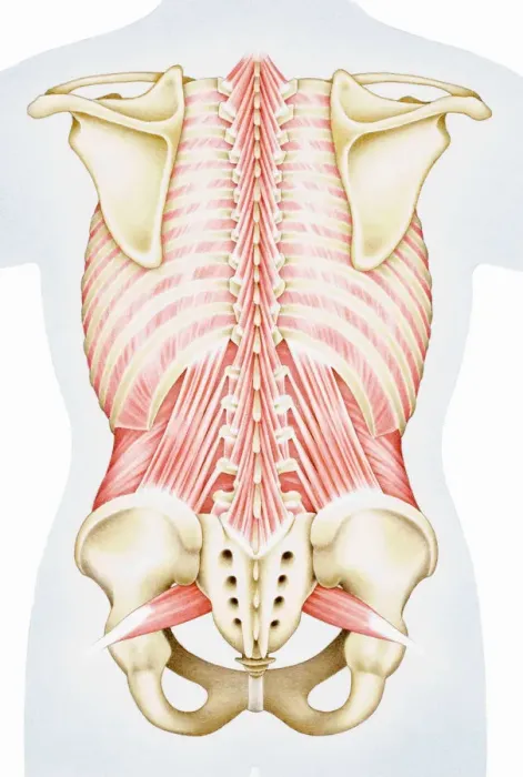 Framed Print : Human thorax, shoulder girdle, and pelvis posterior view