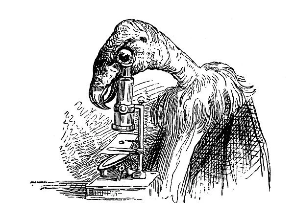 Humanized animals illustrations: Vulture with microscope
