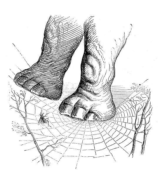 Humanized animals illustrations: Elephant on spiderweb