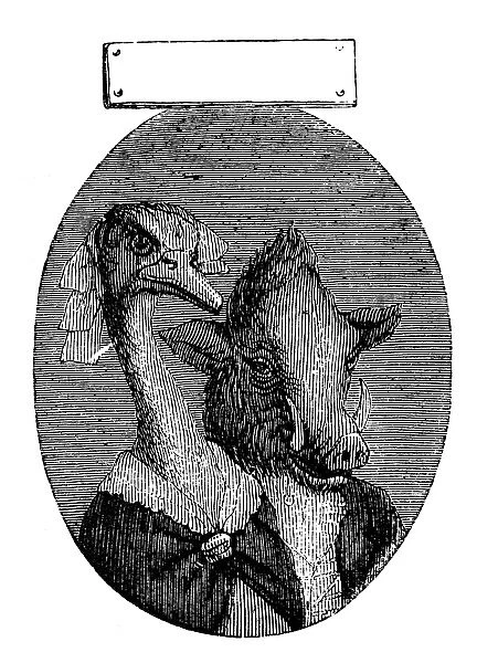 Humanized animals illustrations: Portrait of boar and ostrich