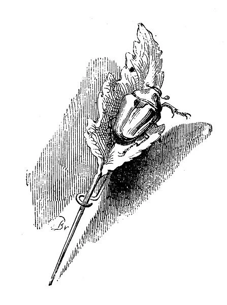 Humanized animals illustrations: Beetle on pin leaf