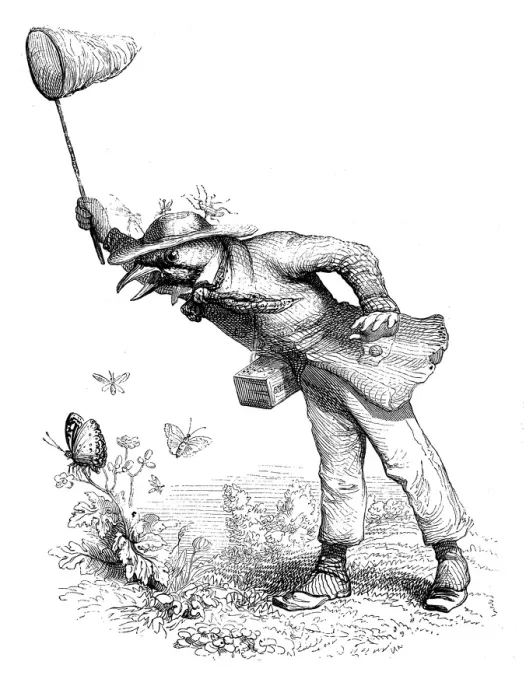 Framed Print : Humanized animals illustrations: Bird catching butterflies Framed Print : Humanized animals illustrations: Bird catching butterflies
