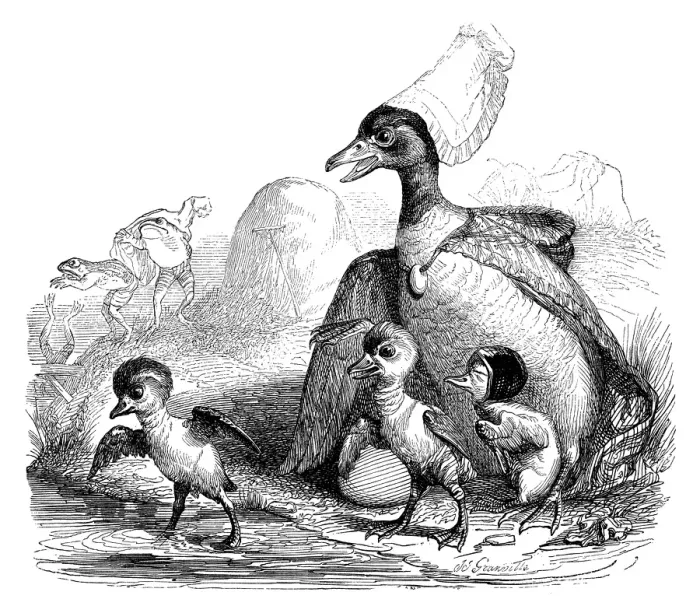 Framed Print : Humanized animals illustrations: Birds and frogs Framed Print : Humanized animals illustrations: Birds and frogs