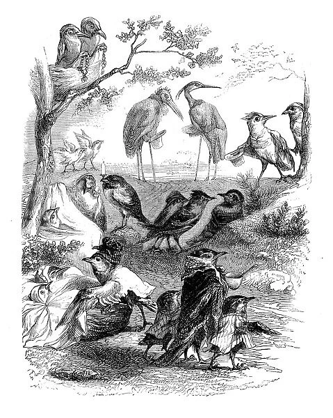 Humanized animals illustrations: Birds at the park