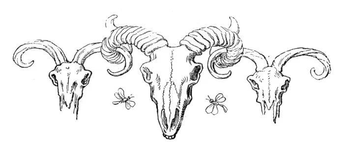 Framed Print : Humanized animals illustrations: Decoration Framed Print : Humanized animals illustrations: Decoration