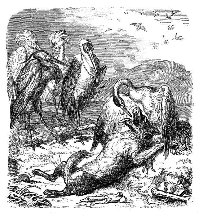 Framed Print : Humanized animals illustrations: Fox and birds Framed Print : Humanized animals illustrations: Fox and birds