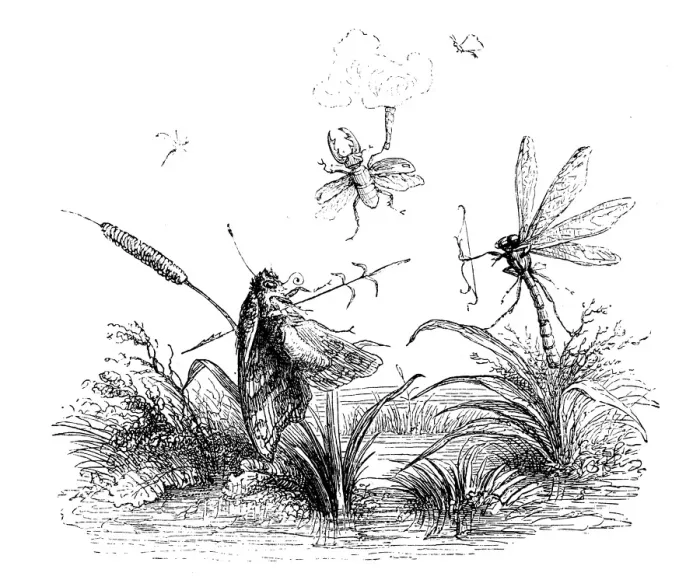 Framed Print : Humanized animals illustrations: Insects Framed Print : Humanized animals illustrations: Insects