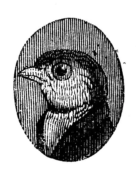 Humanized animals illustrations: Portrait of bird