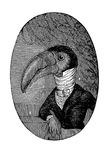 Humanized animals illustrations: Portrait of toucan