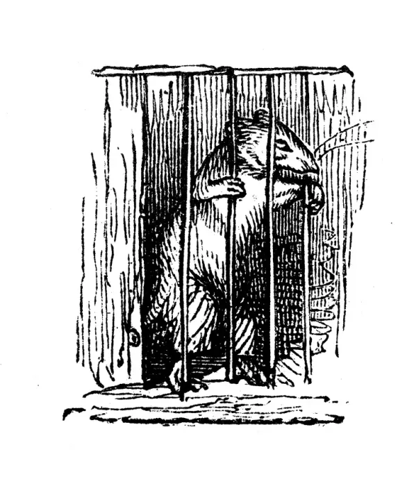 Framed Print : Humanized animals illustrations: Rat in prison Framed Print : Humanized animals illustrations: Rat in prison