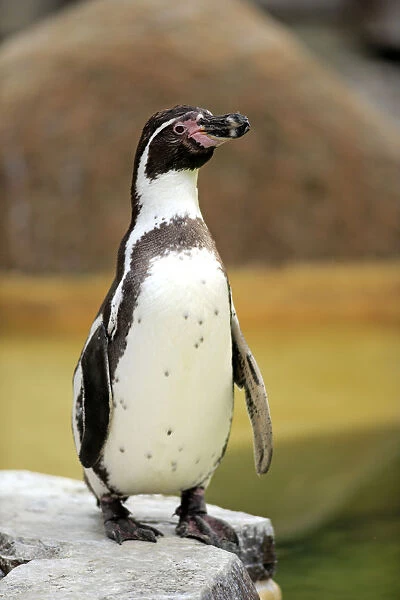 Humboldt Penguin or Peruvian Penguin -Spheniscus humboldti-, adult, Luisenpark, Mannheim, Baden-Wurttemberg, Germany