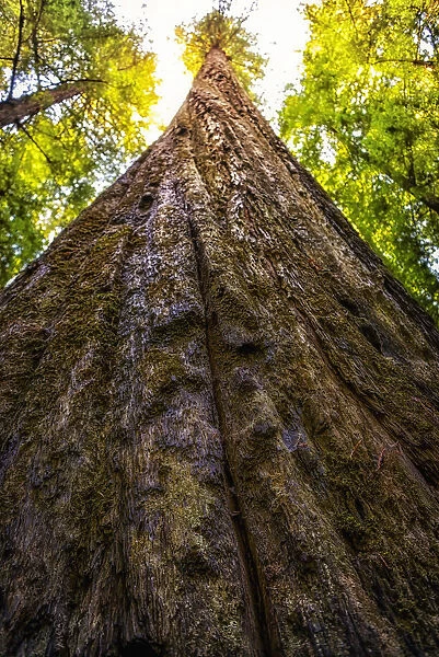 Humboldt redwoods State Park