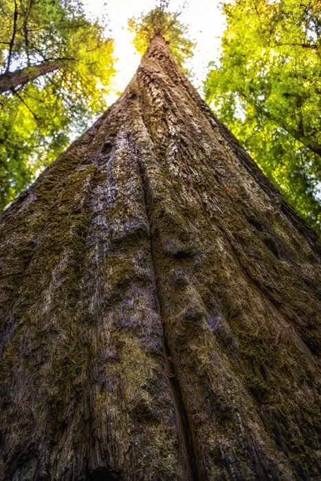 Framed Print : Humboldt redwoods State Park Framed Print : Humboldt redwoods State Park