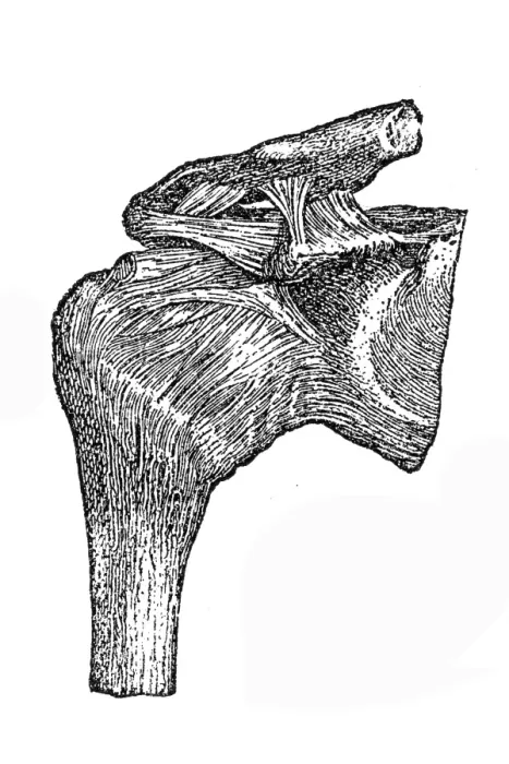 Framed Print : Humerus joint