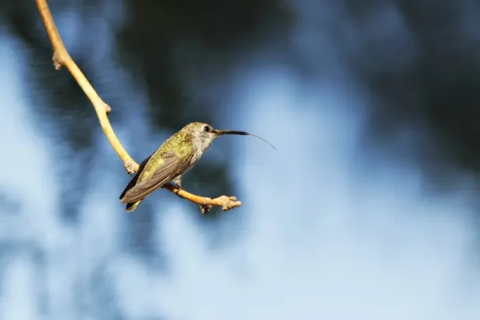 Framed Print : Hummingbird Framed Print : Hummingbird