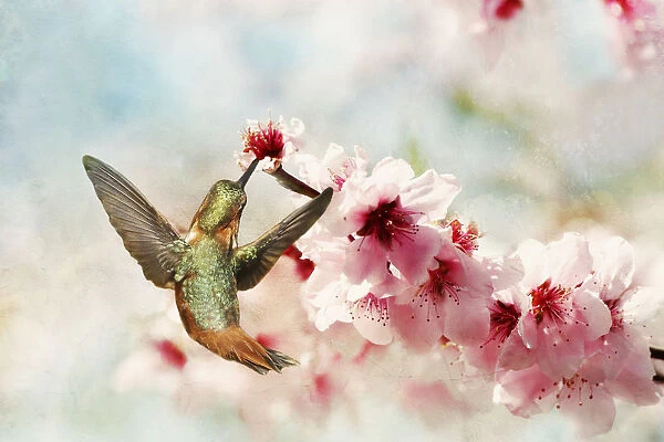 Hummingbird in blossoms