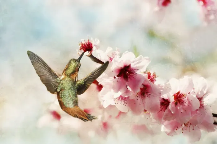 Framed Print : Hummingbird in blossoms Framed Print : Hummingbird in blossoms