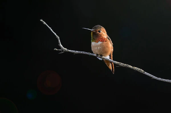 Hummingbird against Dark Background