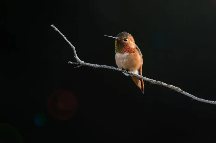 Framed Print : Hummingbird against Dark Background Framed Print : Hummingbird against Dark Background