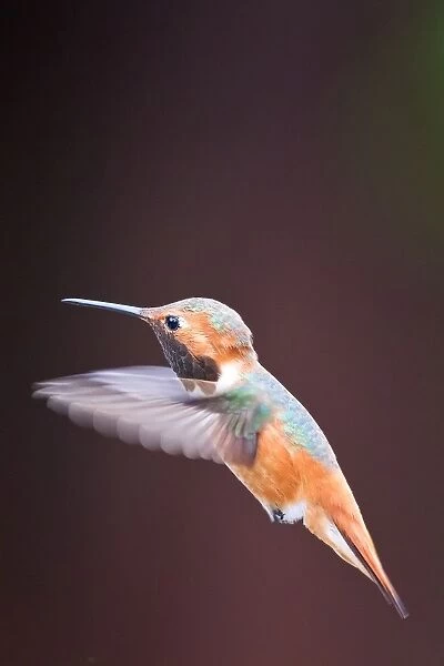 Hummingbird on flight