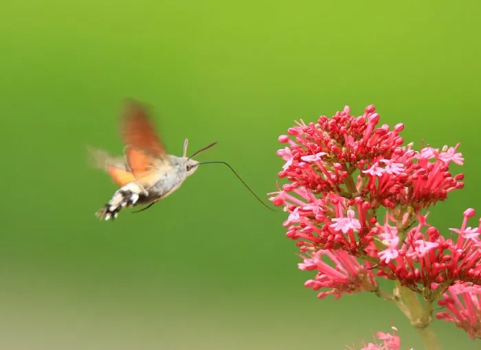 Framed Print : Hummingbird Hawk Moth Framed Print : Hummingbird Hawk Moth