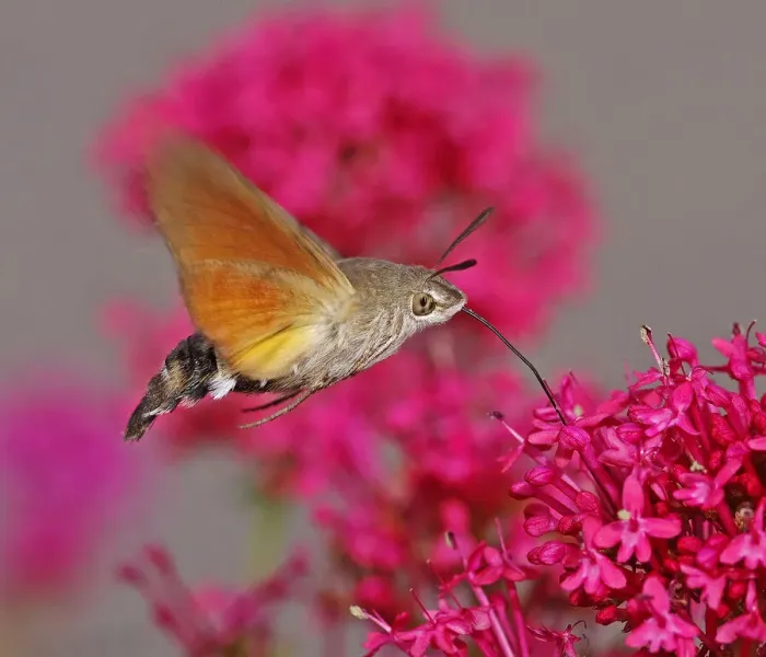 Framed Print : Hummingbird hawk-moth Framed Print : Hummingbird hawk-moth