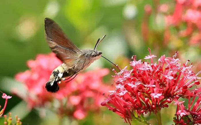Framed Print : Hummingbird Hawk Moth Framed Print : Hummingbird Hawk Moth