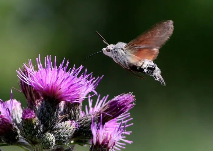 Framed Print : Hummingbird hawk moth
