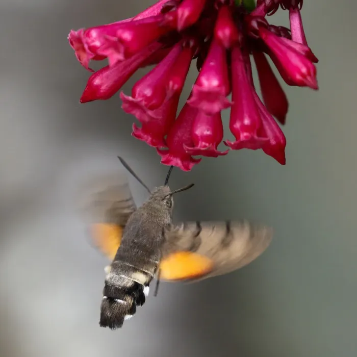 Framed Print : Hummingbird Hawk-moth at at the blossoms of Early jessamine Framed Print : Hummingbird Hawk-moth at at the blossoms of Early jessamine
