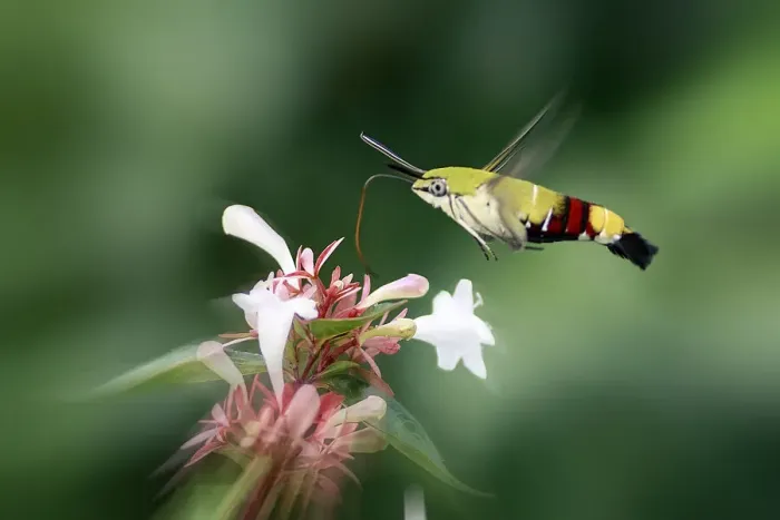 Framed Print : Hummingbird Hawk Moth in Flight Framed Print : Hummingbird Hawk Moth in Flight