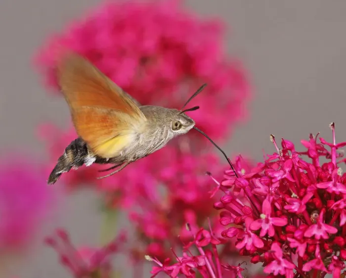 Framed Print : Hummingbird Hawk-Moth (Macroglossum stellatarum) Framed Print : Hummingbird Hawk-Moth (Macroglossum stellatarum)