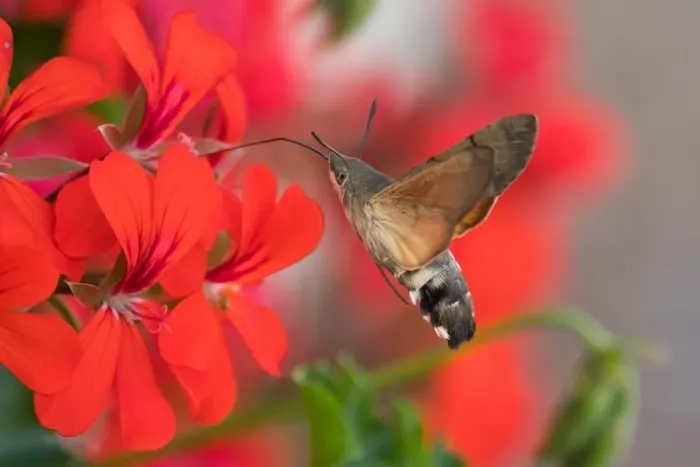Framed Print : Hummingbird hawk-moth (Macroglossum stellatarum), flying while feeding, on geranium blossom (Pelargonium spec. ), Germany Framed Print : Hummingbird hawk-moth (Macroglossum stellatarum), flying while feeding, on geranium blossom (Pelargonium spec. ), Germany