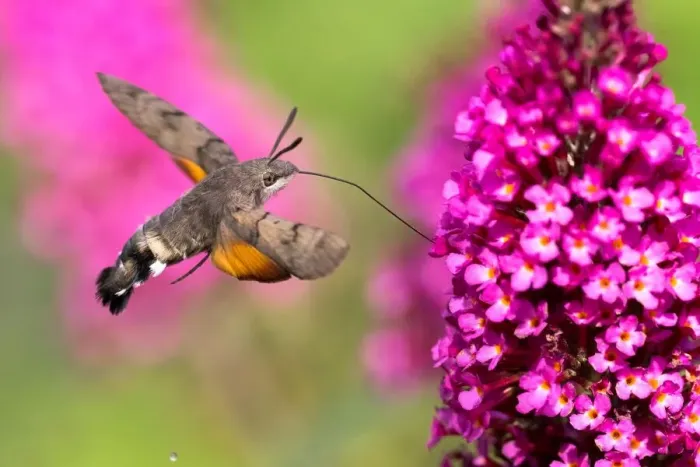 Framed Print : Hummingbird hawk-moth ( Macroglossum stellatarum) flying, collecting nectar of butterfly bushes, Hesse, Germany