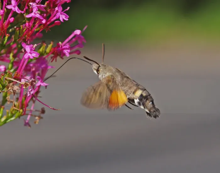 Framed Print : Hummingbird Hawkmoth [Macroglossum stellatarum]