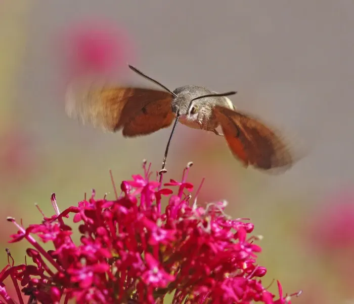 Framed Print : Hummingbird Hawkmoth [Macroglossum stellatarum]