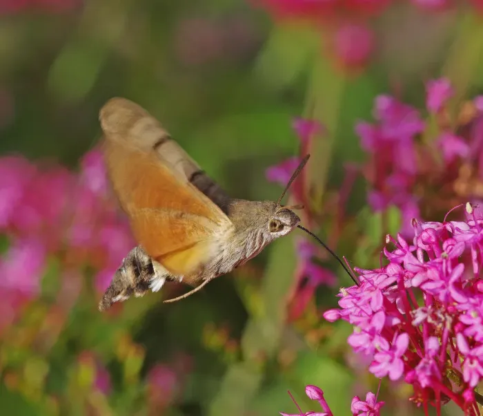 Framed Print : Hummingbird Hawkmoth [Macroglossum stellatarum]