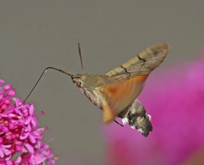 Framed Print : Hummingbird Hawkmoth [Macroglossum stellatarum]