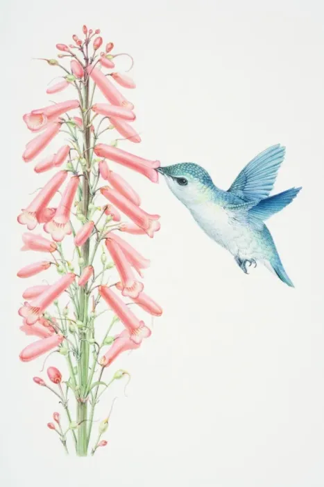 Framed Print : Hummingbird hovering by pink flowerhead and sucking nectar out of flower, side view Framed Print : Hummingbird hovering by pink flowerhead and sucking nectar out of flower, side view