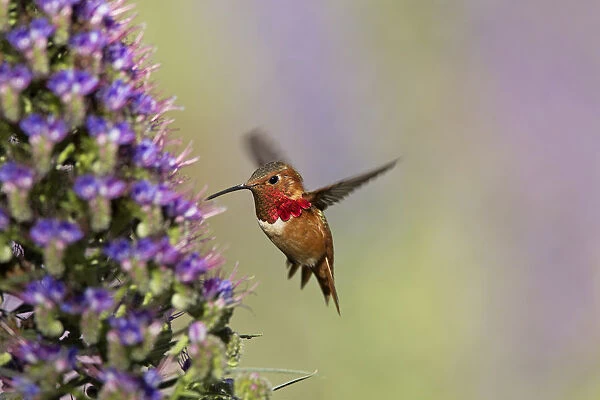 Hummingbird iridescence captured