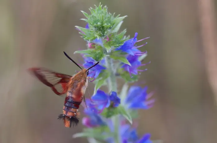 Framed Print : Hummingbird Moth Framed Print : Hummingbird Moth