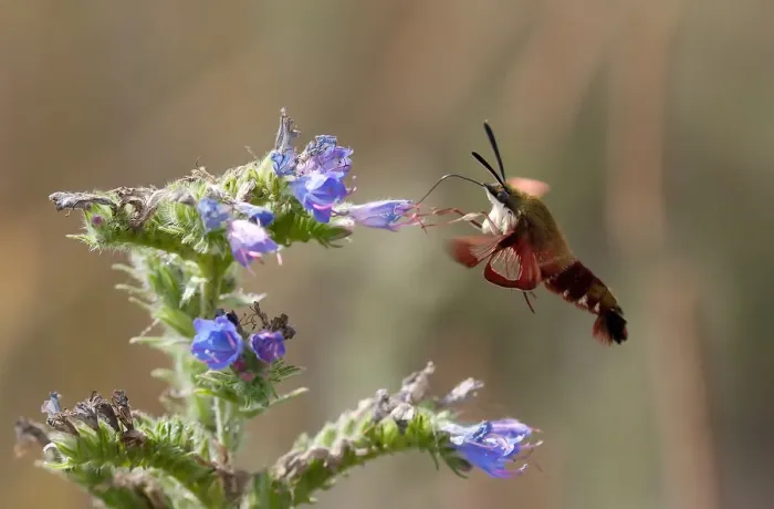 Framed Print : Hummingbird Moth Framed Print : Hummingbird Moth