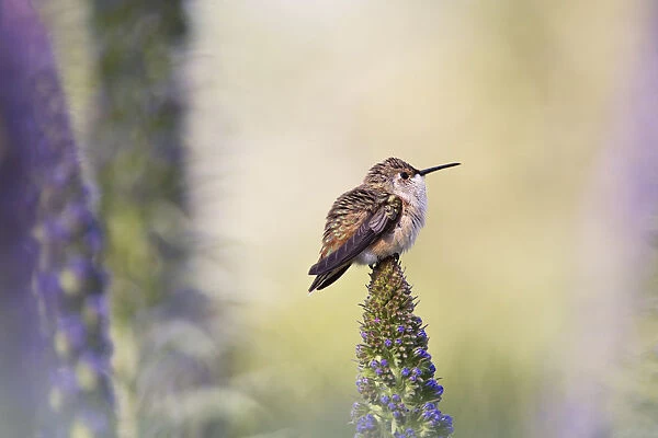 Hummingbird Pondering Springtime