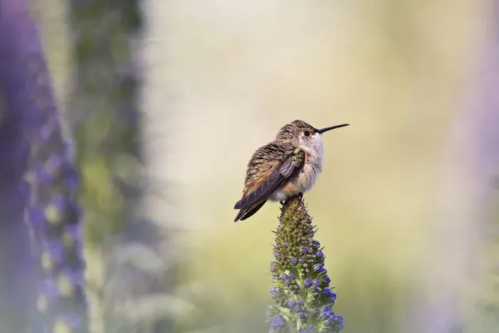 Framed Print : Hummingbird Pondering Springtime Framed Print : Hummingbird Pondering Springtime